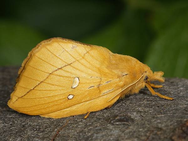 Euthrix potatoria Trinkerin